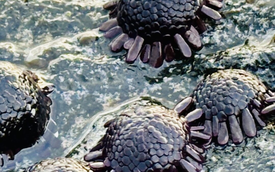 The Helmet Urchin