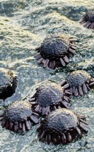 The helmet urchin carries several spiritual and practical meanings for Native Hawaiian